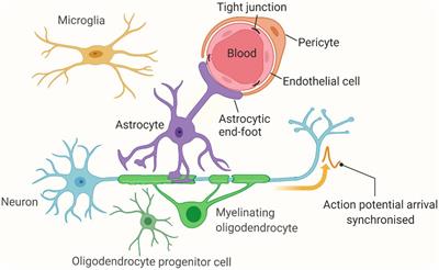 Cerebral small vessel disease: Pathological mechanisms and potential therapeutic targets